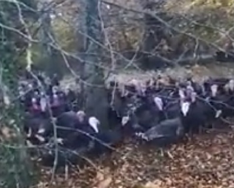 В стае порядка 50 птиц
