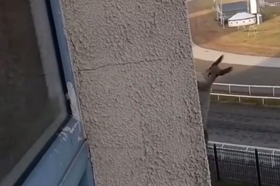 фото: скриншот видео