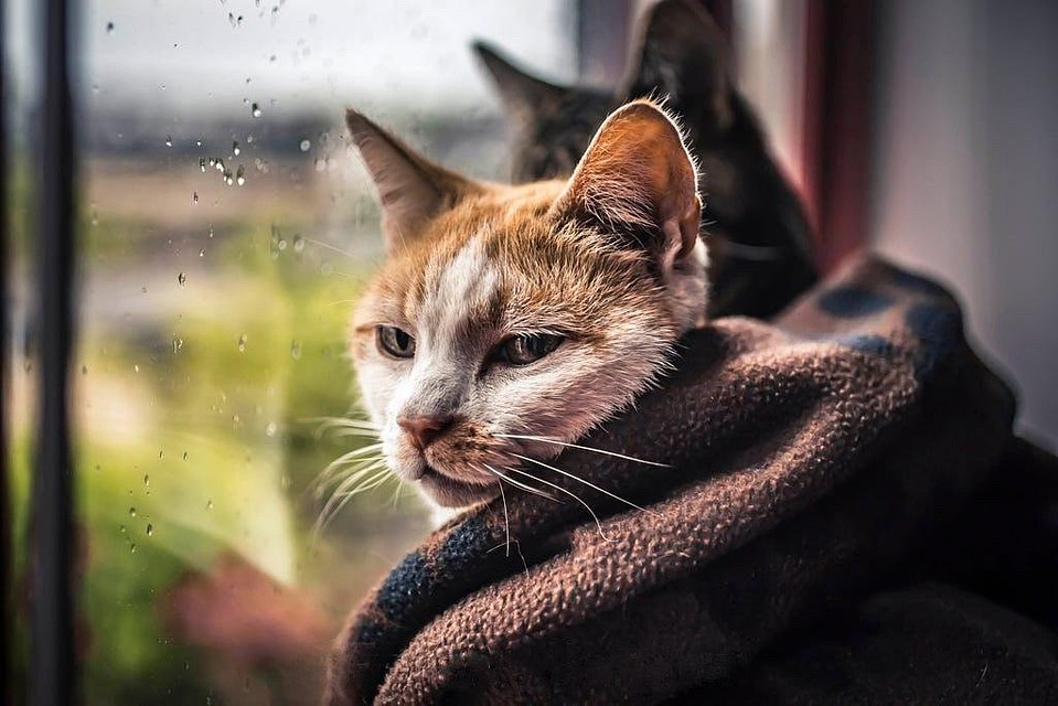 Котикам хорошо.