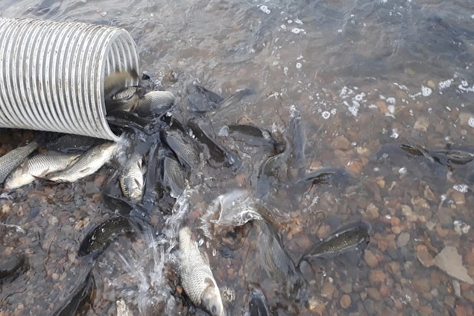 Молодь выпустили в Нижнекамское водохранилище