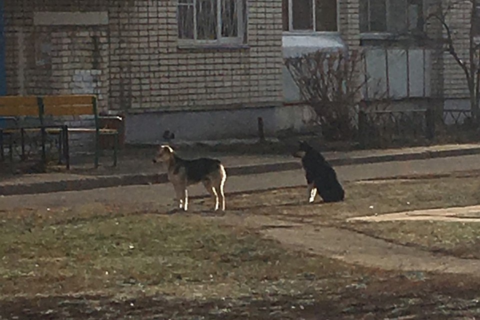 «Две кровавые раны»: бездомные собаки напали на 11-летнего ребенка в Сарове