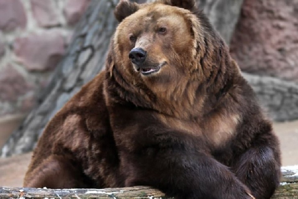 В Московском зоопарке медведи впали в спячку. ФОТО: https://www.moscowzoo.ru/