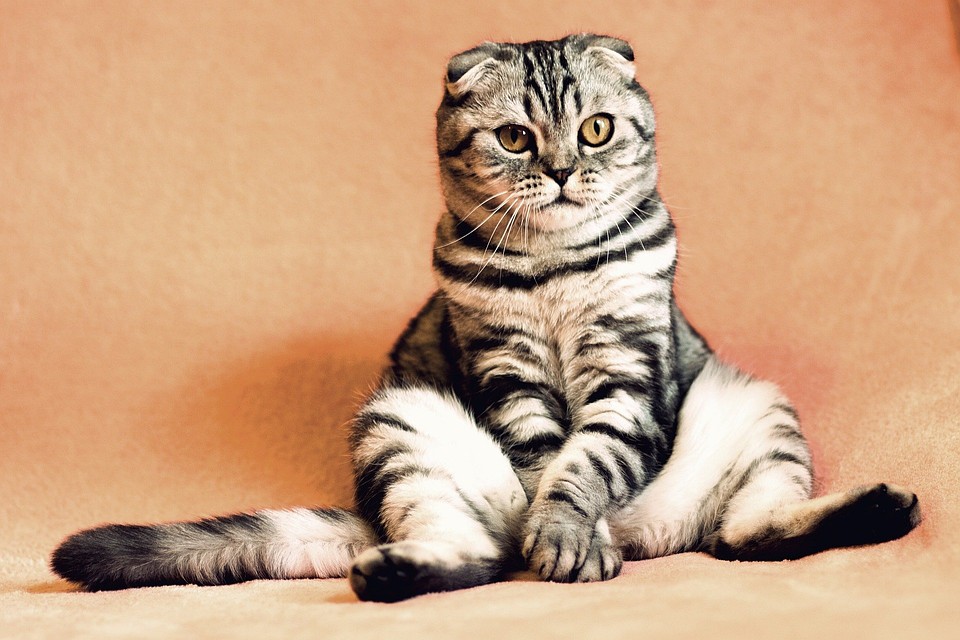 Фото: pixabay.com