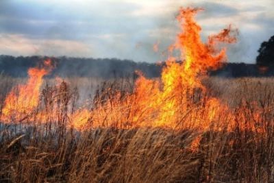 фото с сайта управления лесхоза Воронежской области