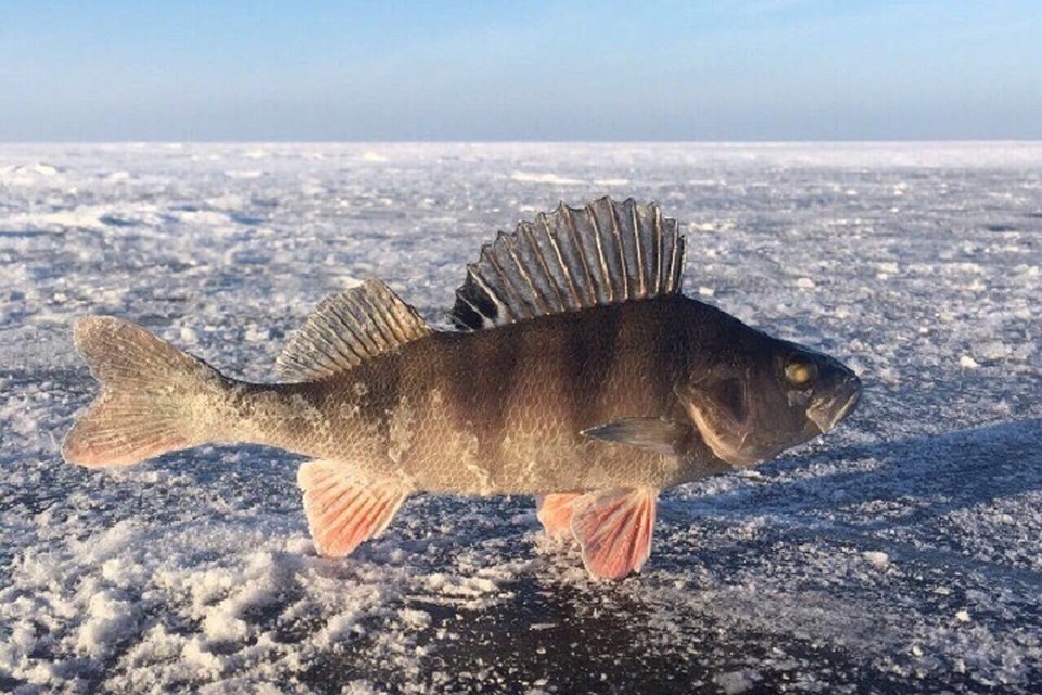 Скрепленный вечерним или ночным морозом, первый лед не способен выдержать даже ребёнка.