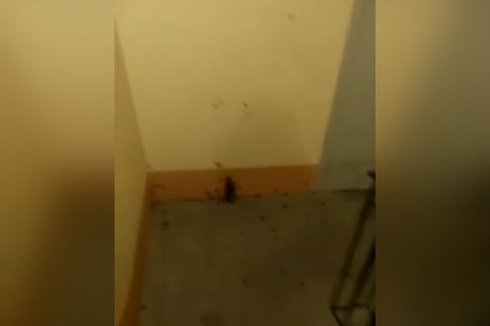 Тараканы буквально кишат в подъезде дома по ул. Петухова, 160. Фото: Светлана КОМАРОВА