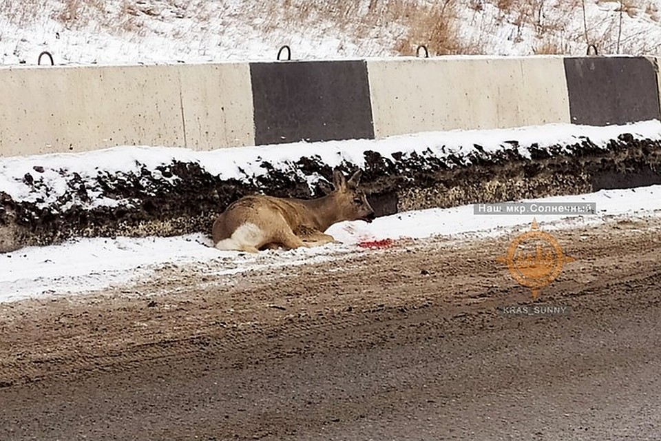В Красноярске по дороге в Солнечный сбили косулю. Фото: «Наш мкр. Солнечный. Красноярск»
