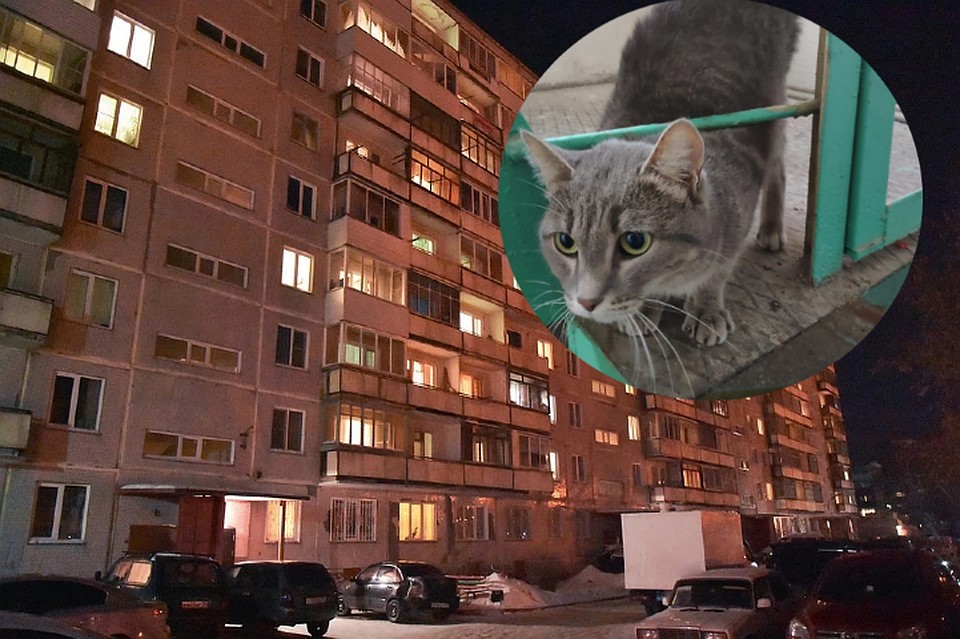 Кошка стала свидетелем убийства, но осталась без дома
