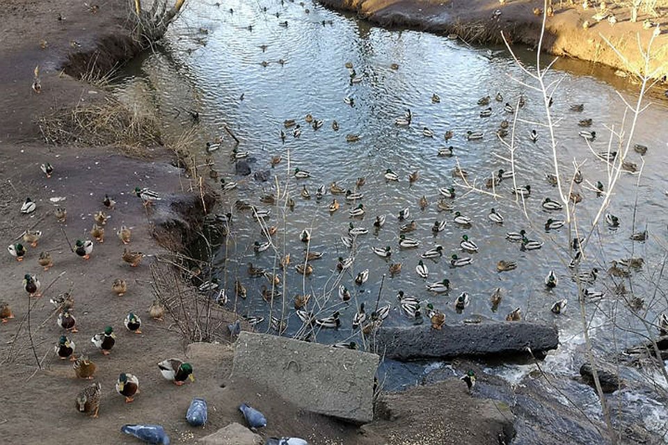 "Умные" утки знают, какие водоемы обычно не замерзают. ФОТО: Леонид Гунин