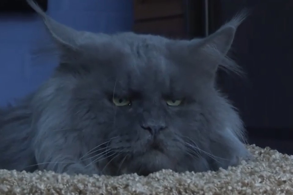 Коты породы мейн-кун часто имеют осмысленный взгляд