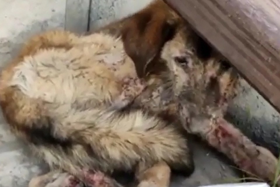 Стоп-кадр видео из соцсетей