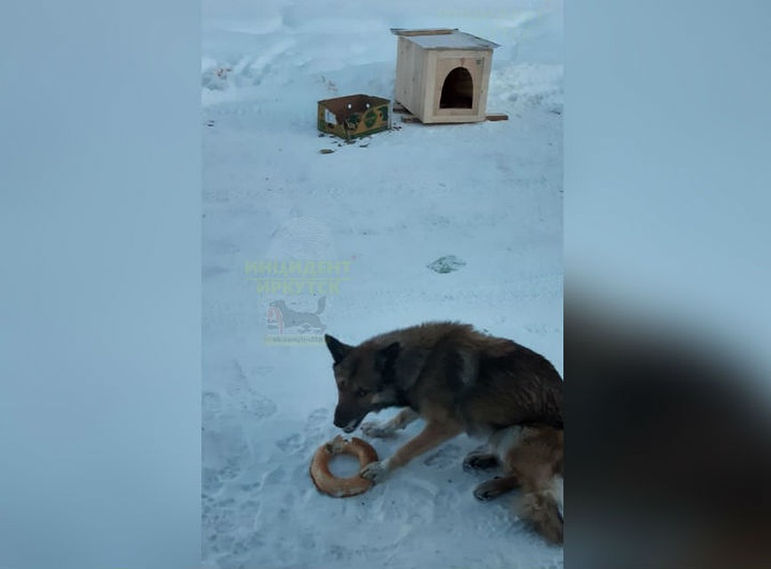 Кличку Половинка дали собаке, пять лет живущей после гибели хозяина у трассы в Сибири. Фото "Инцидент | Иркутск"