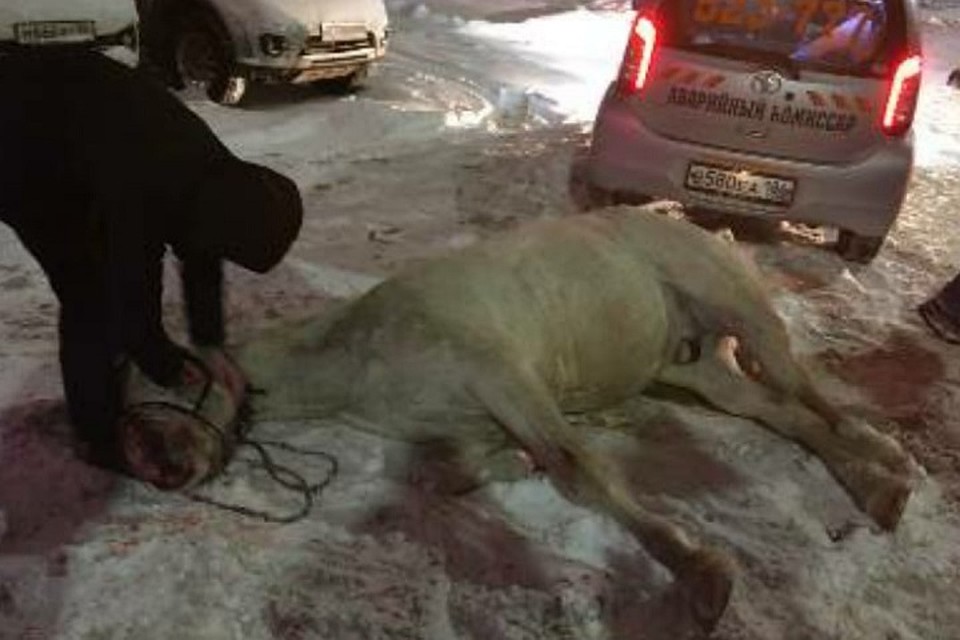 В Нижневартовске джип сбил белую лошадь. Фото из группы "Инцидент/Нижневартовск" во ВКонтакте