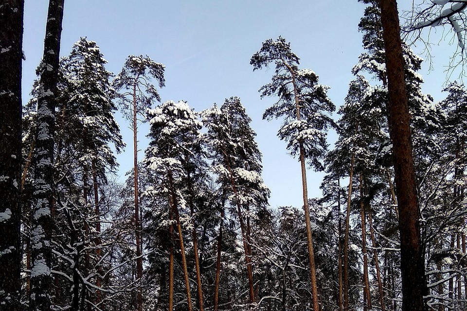 Под Липецком за незаконную рубку сосен оштрафовали 2 человек