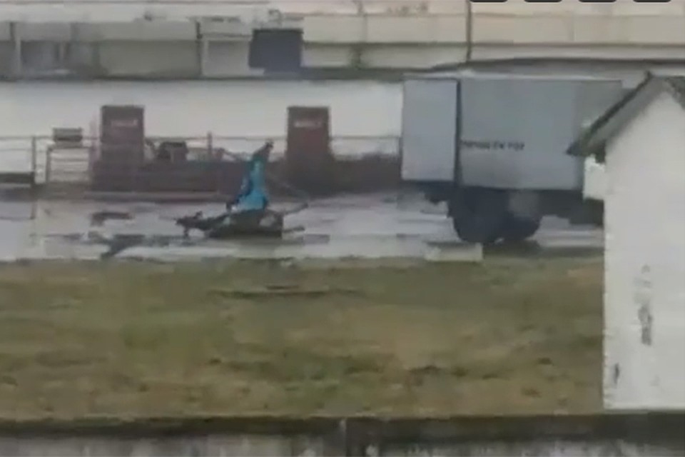 Живую корову привязали за ногу к грузовику и таскали по территории предприятия. Фото: кадр из видео.
