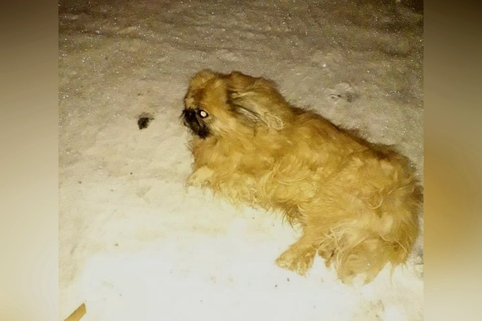 Пекинеса связали скотчем и выбросили в мусорный бак в Кузбассе. ФОТО: Instagram/incident_kuzbass