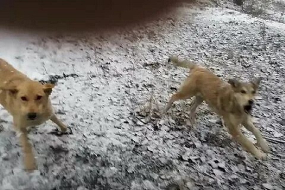 Предположительно, на прохожего напали собаки