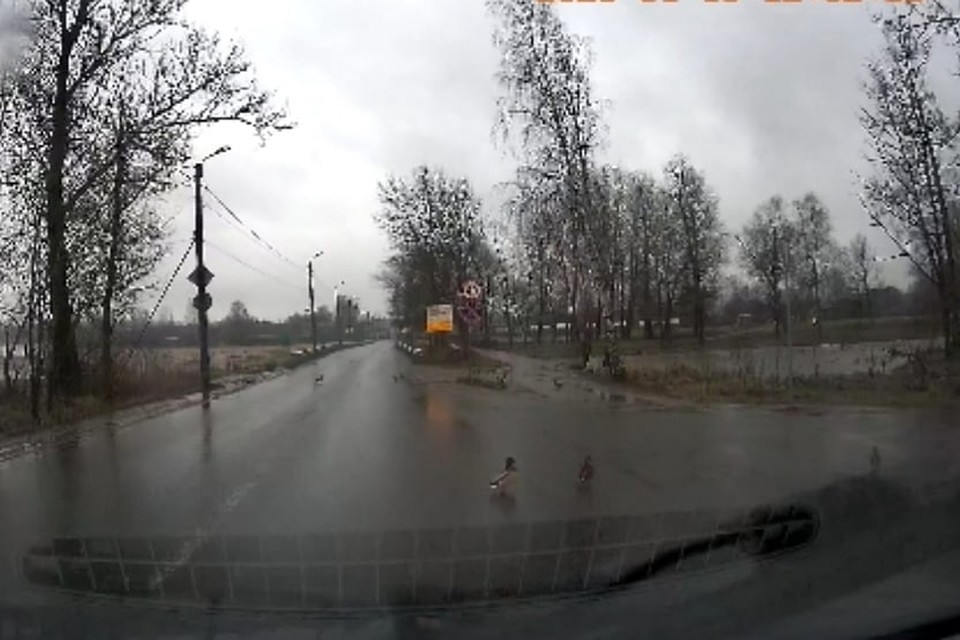 Утки слегка задержали водителей и перешли дорогу там, где им вздумалось. Фото: vk.com/krasnoe_selo
