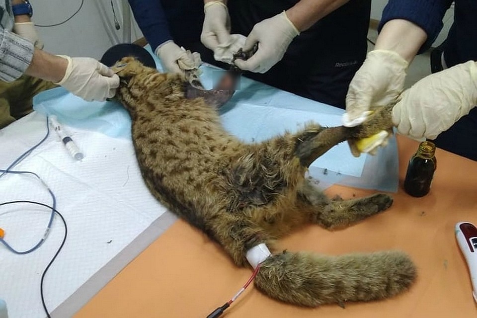 У кота проблемы с селезенкой. Фото: МРОО «Центр «Тигр»