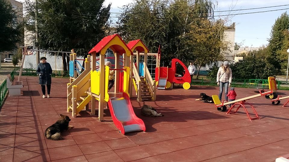 Животные селятся возле детских садов и на площадках.