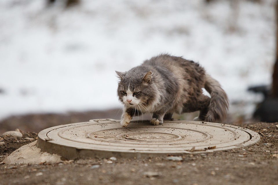 Старая кошка