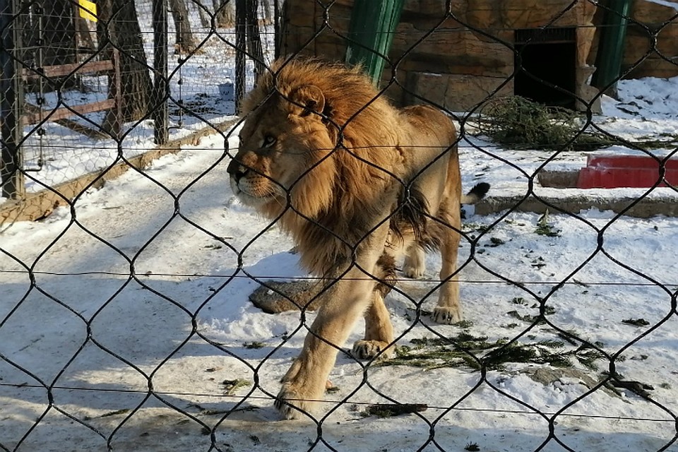В Хабаровске зверушкам на радость собрали тысячи новогодних елок
