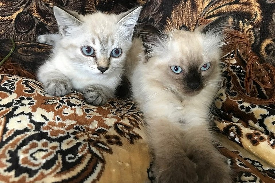 Котейка может и не заметить, как проглотил нечто опасное.