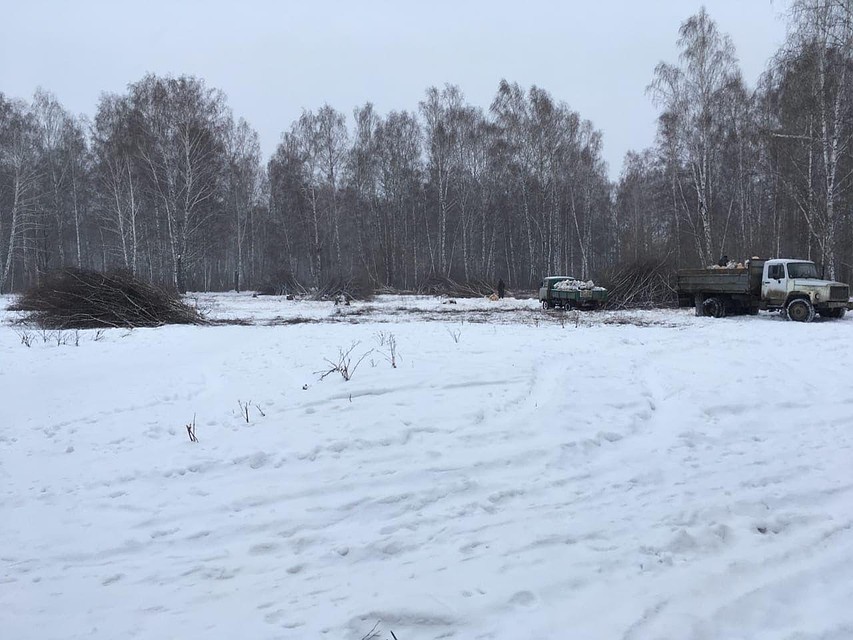 Когда эту часть города застраивали, жителям обещали, что под окнами будет лес. Фото: Анастасия Архипова