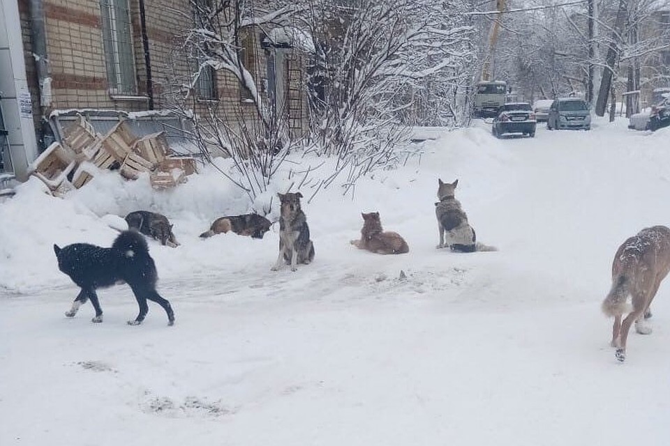 Одна из стаи собак в Аше. Фото: «Гражданский патруль»