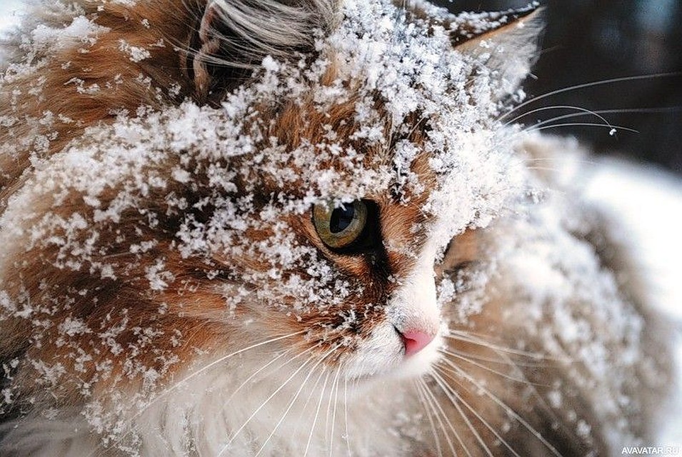 Неужели будет снег? Фото: pinterest.de.