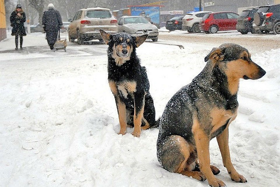 60 бродячих собак планируют отловить в Иркутске за февраль