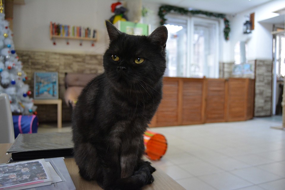 Кот Хова ищет дома. Фото: vk.com/kotofei_74