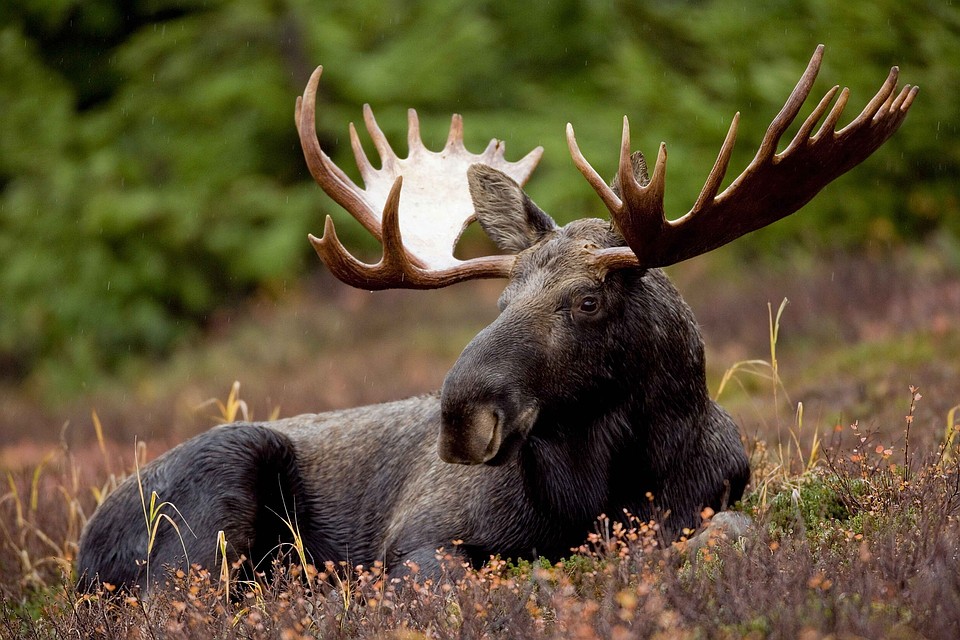 Фото: pixabay.com