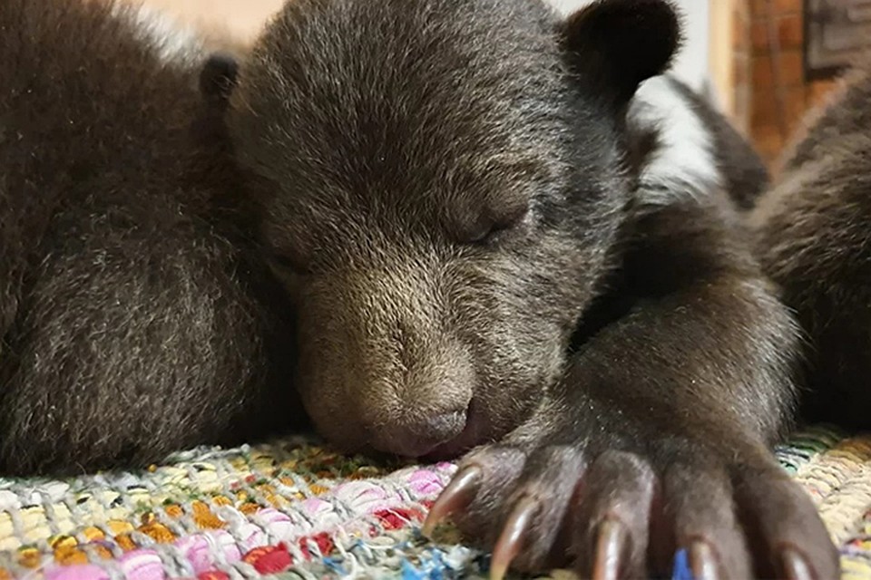 Свое имя медвежонок Блэк получил за темный цвет шерсти Фото: orphan-bear.org