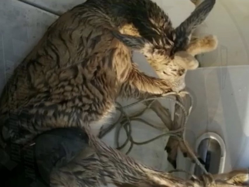 Косуля едва не погибла. Скрин из видео dps_vl