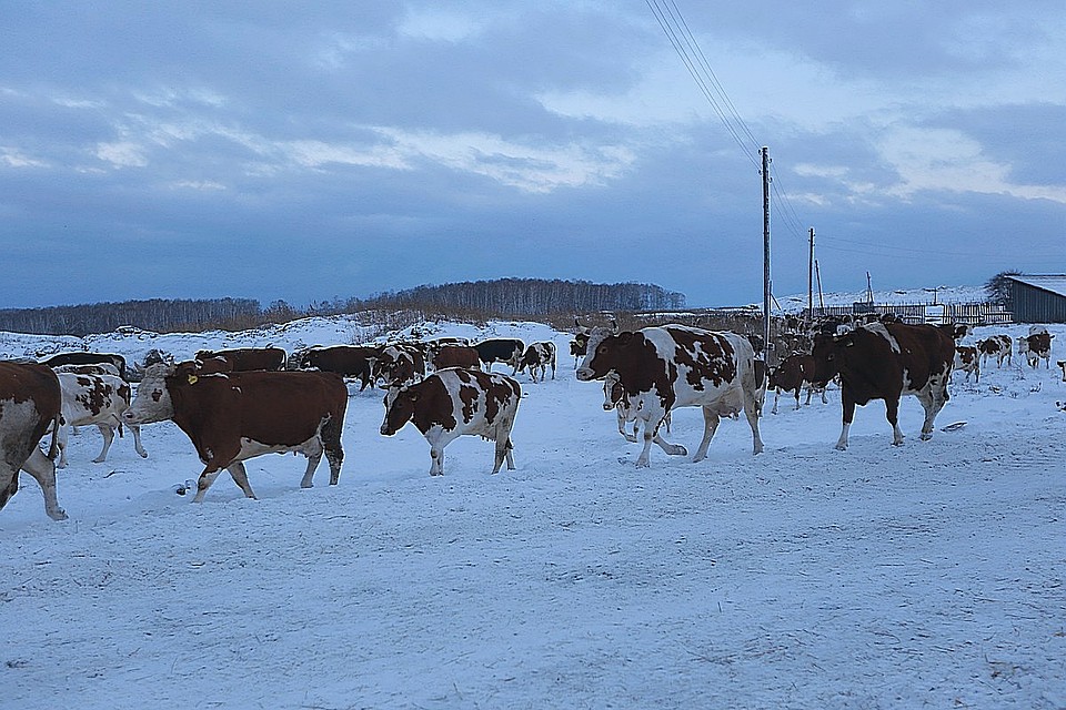 На окраине Красноярска нашли скотомогильник