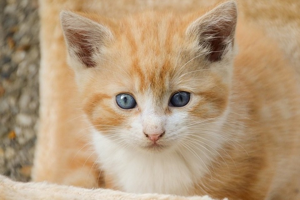 Фото: pixabay.com