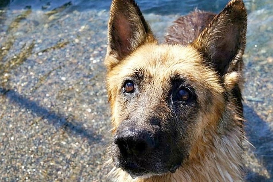 Пса с трудом втащили из воды