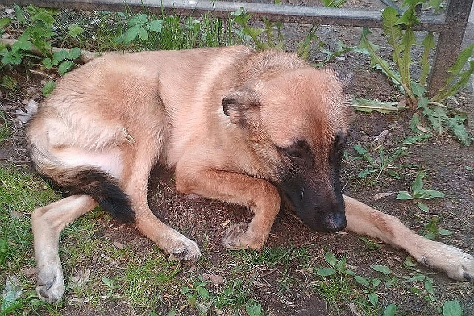 В Петербурге суд приговорил к реальному сроку мужчину, выбросившего 5-месячного щенка метиса из окна
