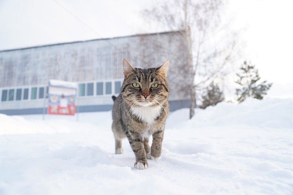 На Урале - самые красивые коты и кошечки