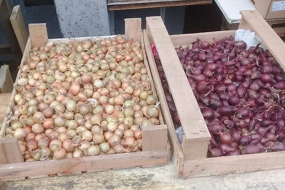 Лук-снвк без документов продавали в Твери Фото: Управление Россельхознадзора по Тверской области