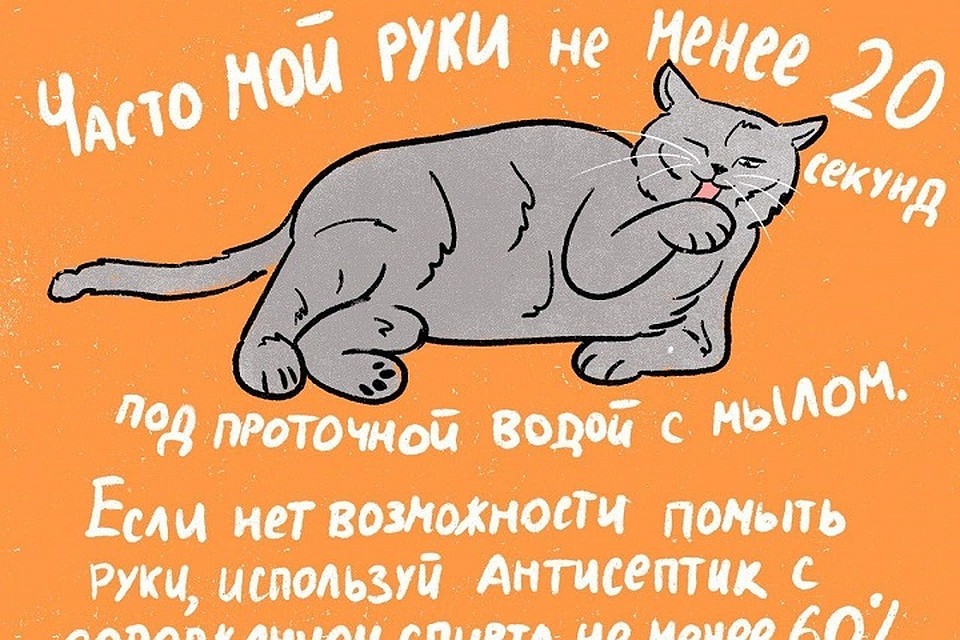 Котики рассказали, как пережить пандемию коронавируса / Фото: ИТМО