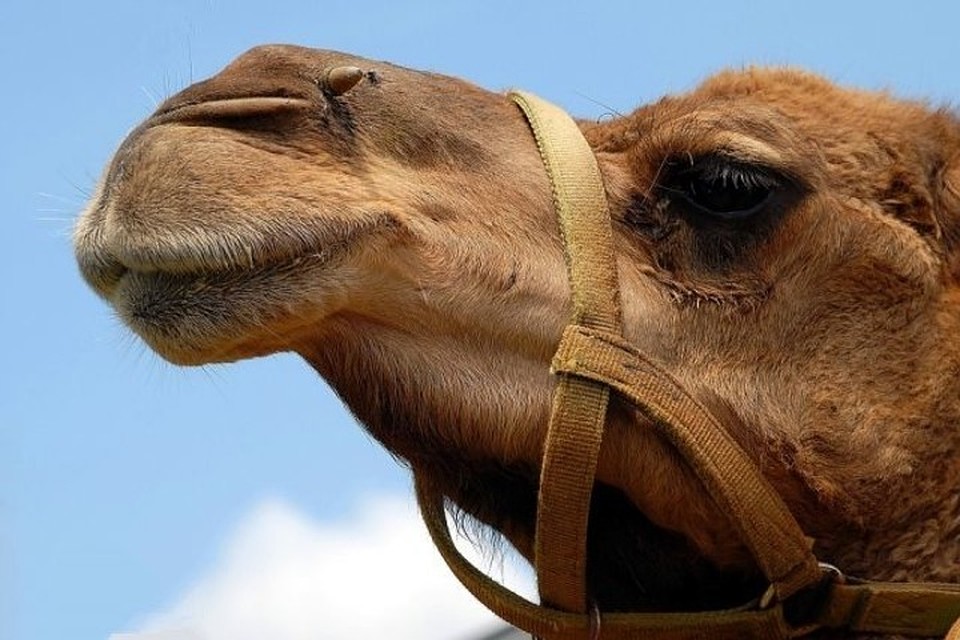 Фото: pixabay.com