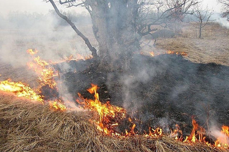 С 1 апреля в Тверской области действует особый противопожарный режим Фото: архив "КП"