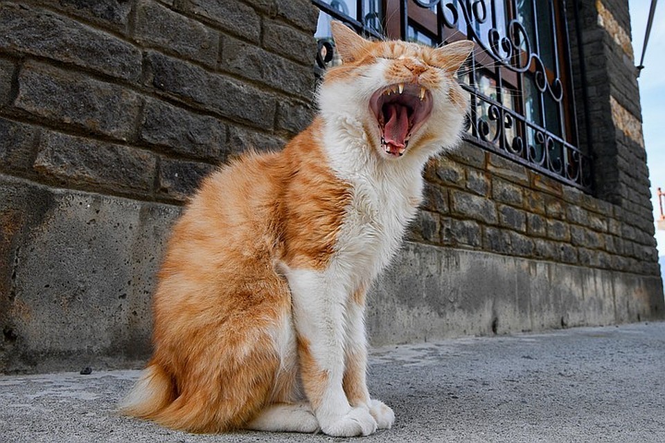 Кошки, болеющие коронавирусом, могут заражать друг друга воздушно-капельным путем