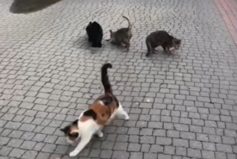В Судаке много бездомных котов. Фото: кадр видео