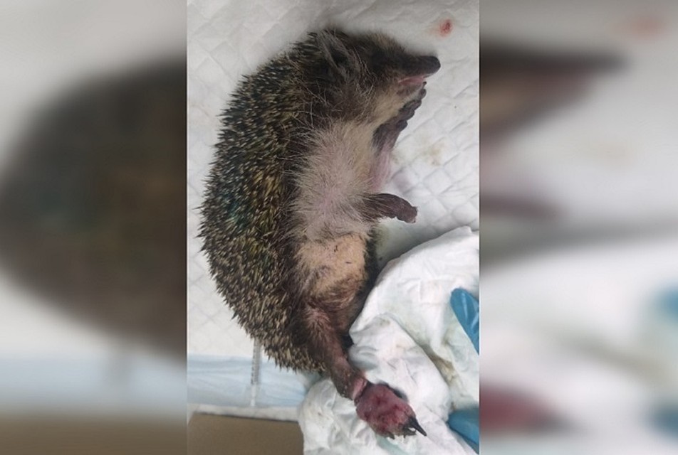 Фото: Первоуральское общество защиты животных