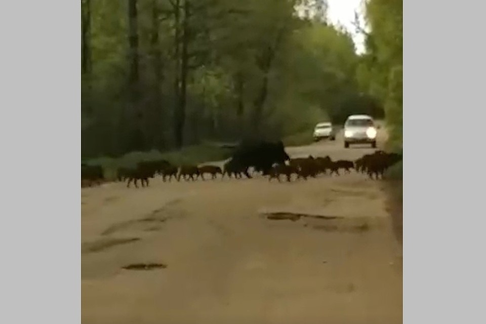 Огромное стадо кабанов попало на видео под Рязанью. Фото: Олег Медведев.