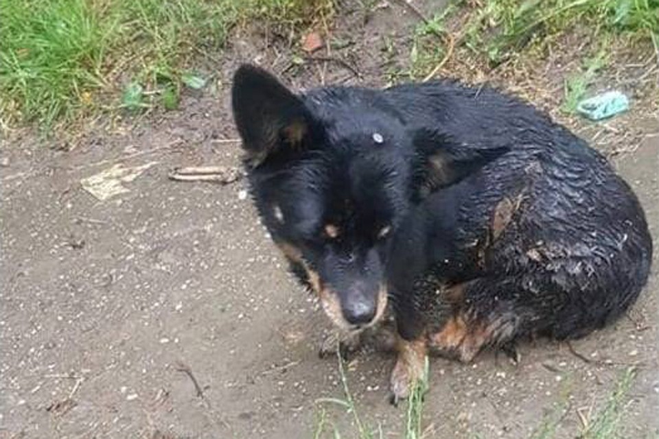 Cобака выжила после вбитого 12-летним мальчиком гвоздя в голову. Фото: Ассоциация защиты животных Нови Сад-СПАНС