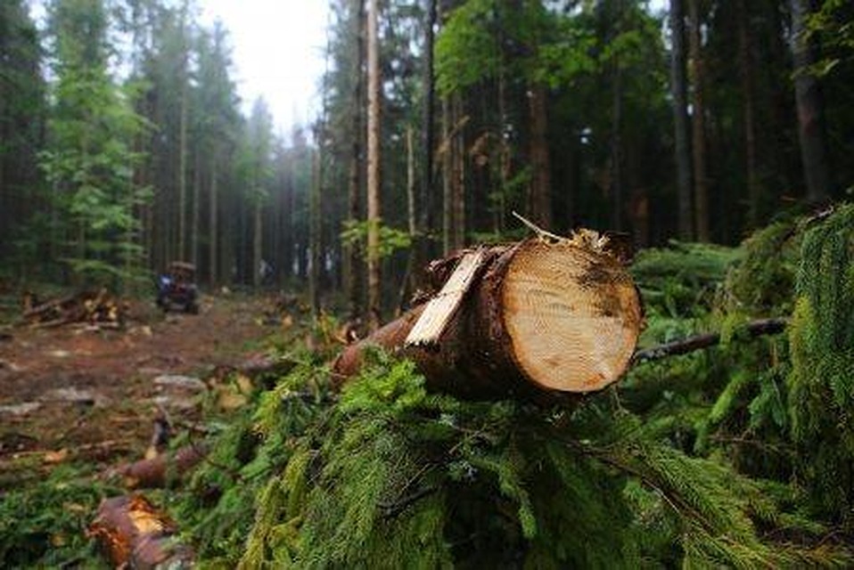 Ущерб лесному фонду превысил 1 миллион рублей.